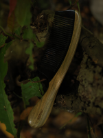 Pelesenk Saplı & Sığır Boynuz Dişli Ahşap Tarak